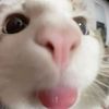 meeeowwwwzers