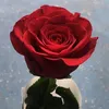 aliddss77