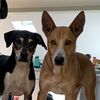 stuffandpups