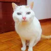 vic_pl6
