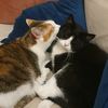 kitties_bruce_and_nio
