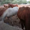 hamadaadd2