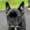 snapethefrenchie