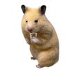 kyubinaw