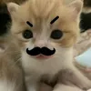 chianthittzaidep