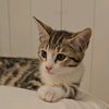 meowmixcocktail