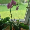 hebyvo