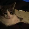 vlngrx