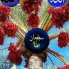 dy7pnt0nav9w