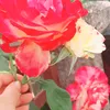 wonderlellina
