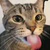 zasali22