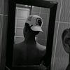 _wilfresh_