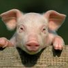mister_bacon_head