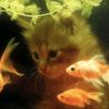 ilove.kitties3