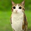 meowl_85
