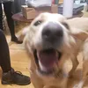 zivahgotzoomies