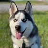jax_so_husky