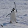 deval_p