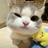 ariniii_p