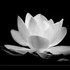 tinhthuc_0007