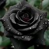 angelofdarkness628