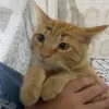 osgatoes.duplafelina