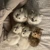 fourcats__1