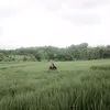 hasyane3