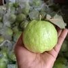 bebekkecil72