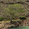 rafdoang