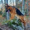 aresgermanshepherd