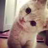 cutiepokiebear