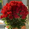 sarahnour121