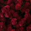 neslihan27278