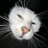 miaw_505