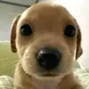 hadrielviitor_