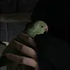 فاطِمة