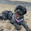 cloverdoodledog