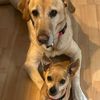 littledogandbogie