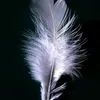 naturgucker