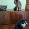 favorite.catss