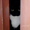 thoggg_