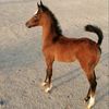ashiq_horse