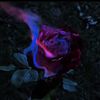 el_codm3
