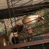 lilpiggies212
