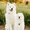 Pearl & Onyx the Samoyeds