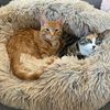 pawlady1