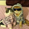 meowittude