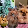 bun.jour