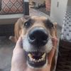 imbronson